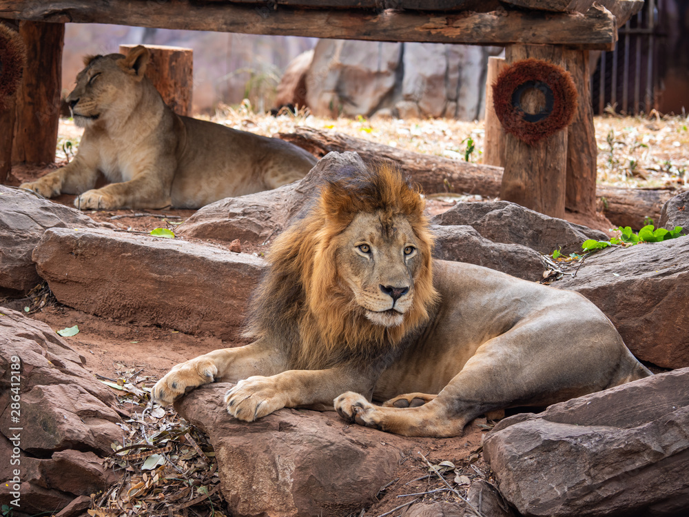 Naklejka premium Lion the king of wildlife