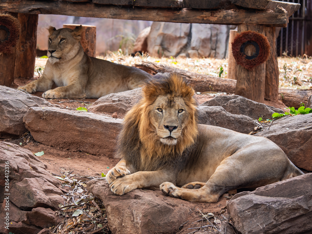 Lion the king of wildlife