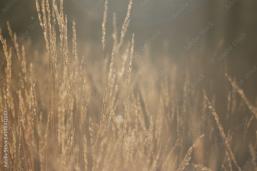 Obraz premium Ramiranes