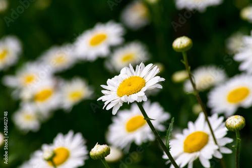 bed large garden of daisies closeup