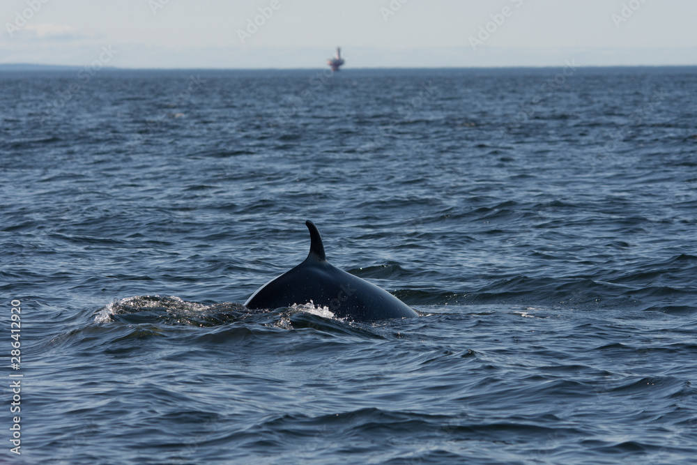 Fototapeta premium Whale watcing in the St-Laurence river