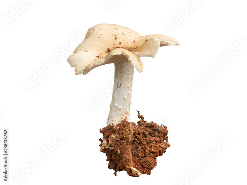 Isolated nature mushrooms growing in germination sequence on fertile soil on white background