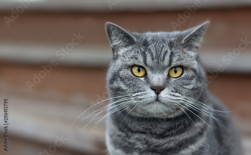 Portrait of gray serious cat with orange eyes and incredible whiskers looking directly at the camera. Soft focus. Copy space. © Antibydni