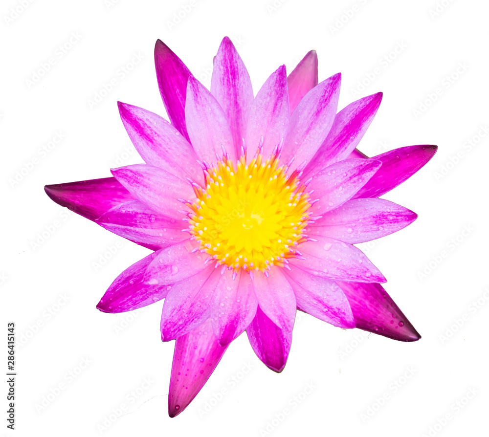 pink lotus flower isolated background