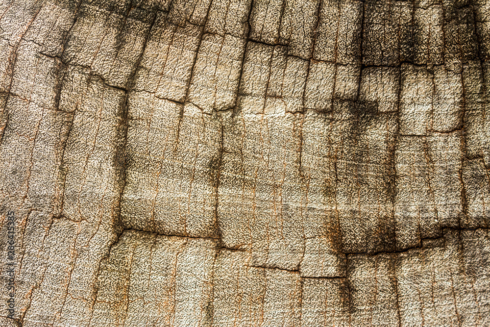 Fototapeta premium old wood texture