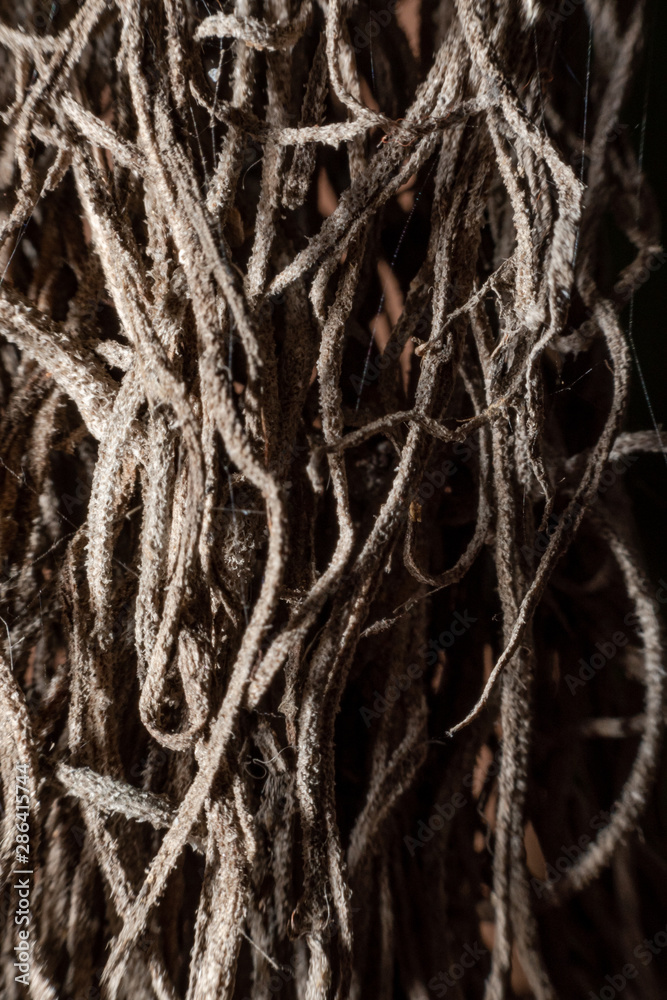 abstract,Small wooden roots on a black background. abstract,Small wooden roots on a black background.