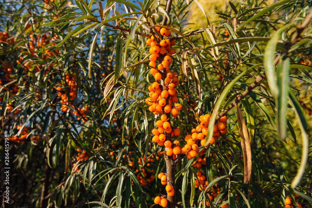 Fototapeta premium Branch with berries of sea buckthorn and green leaves close up