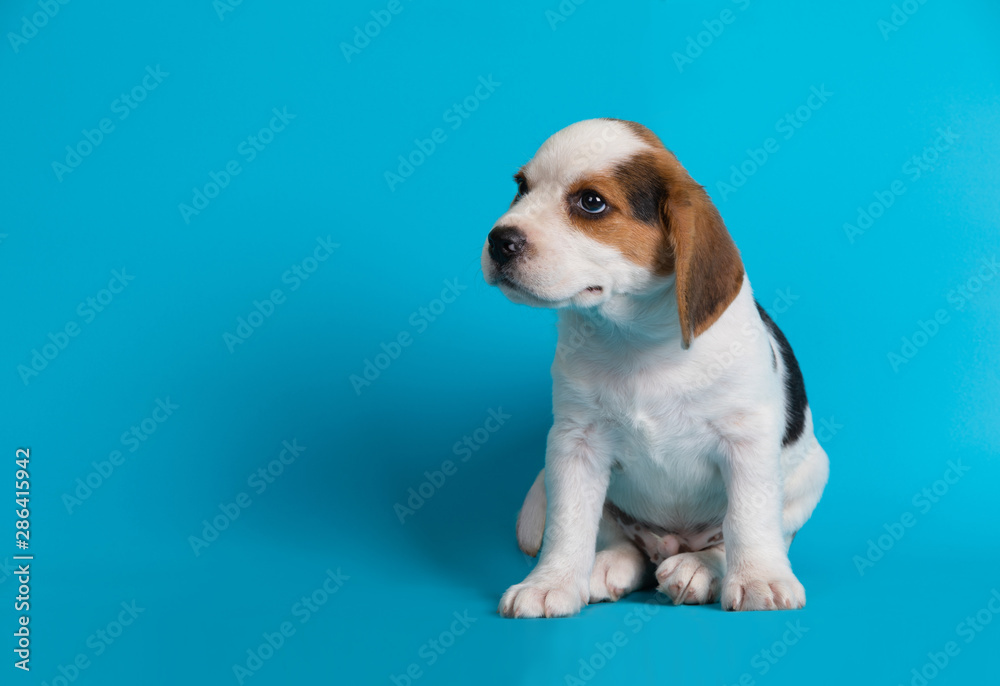 Beagles puppies looking something ,isolated on blue background.