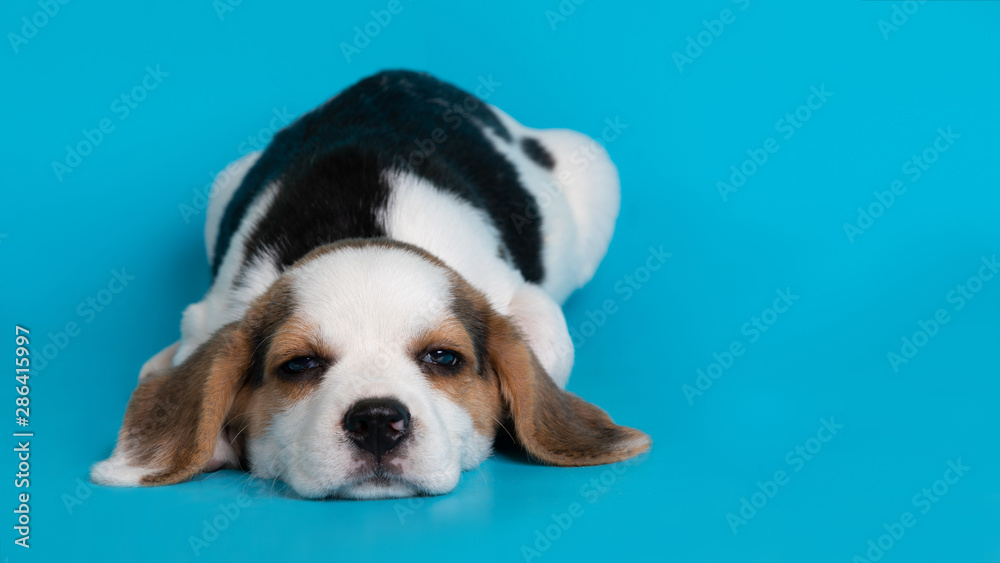 Sleeping beagle dog puppy on blue background.Copy space.