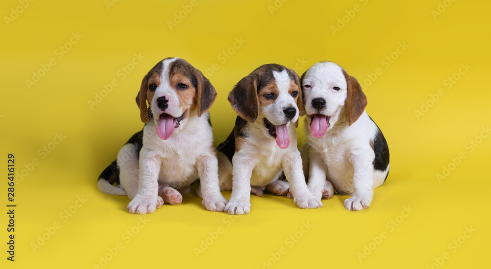 Dog,Cute of Group of beagle puppy sitting and panting, isolated on yellow background.