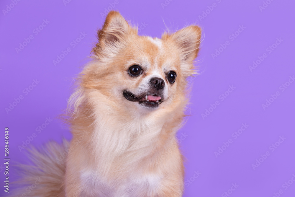 Chihuahua sitting and looking camera in front of purple background