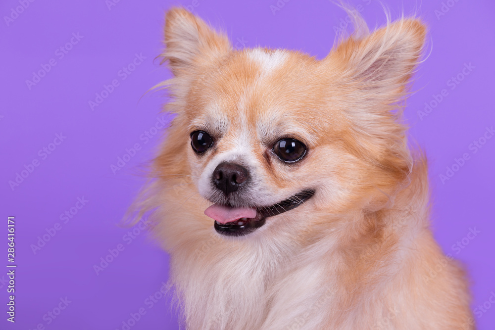 Chihuahua sitting and looking camera in front of purple background