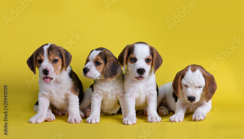 Dog,Cute of Group of beagle puppy sitting and panting, isolated on yellow background.