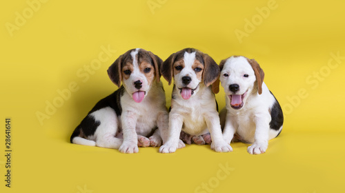 Dog,Cute of Group of beagle puppy sitting and panting, isolated on yellow background. © kamonrat