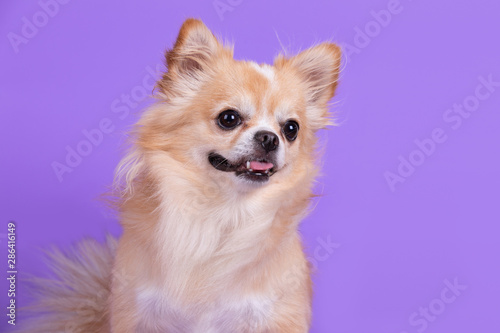 Chihuahua sitting and looking camera in front of purple background