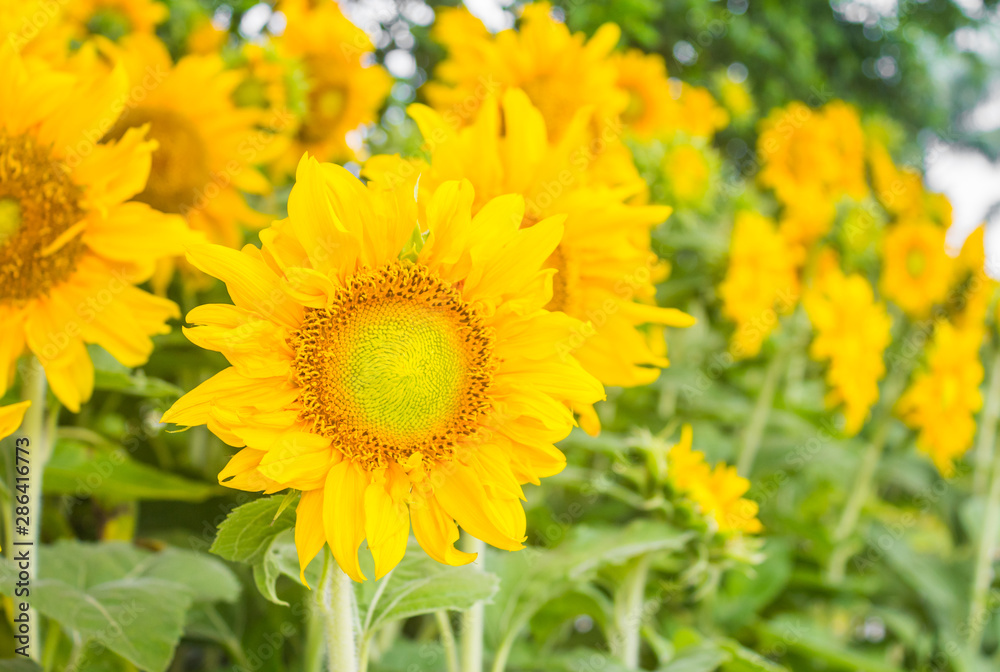 Obraz premium sunflowers in summer