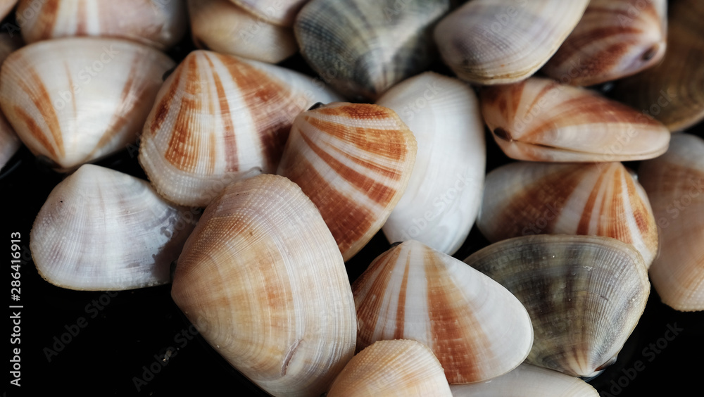 Fresh clam at the beach
