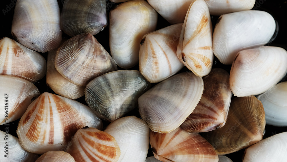 Fresh clam at the beach Fresh clam at the beach