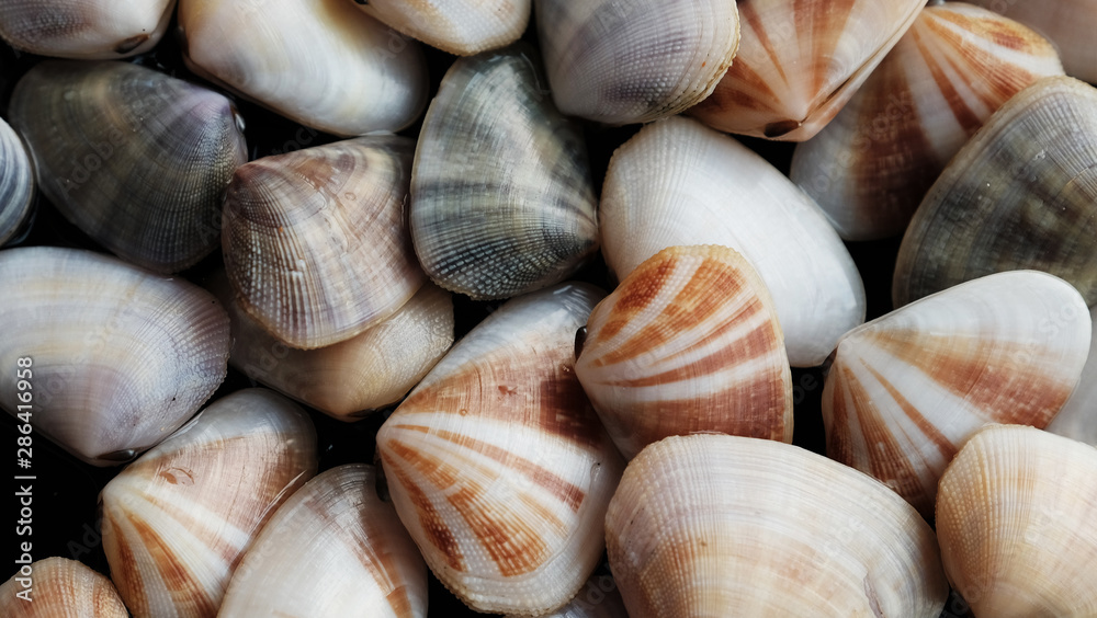 Fresh clam at the beach