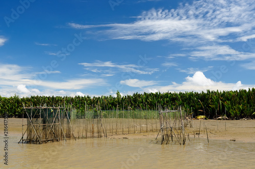 Indonesia - Tropical jungle on the river, Borneo photo