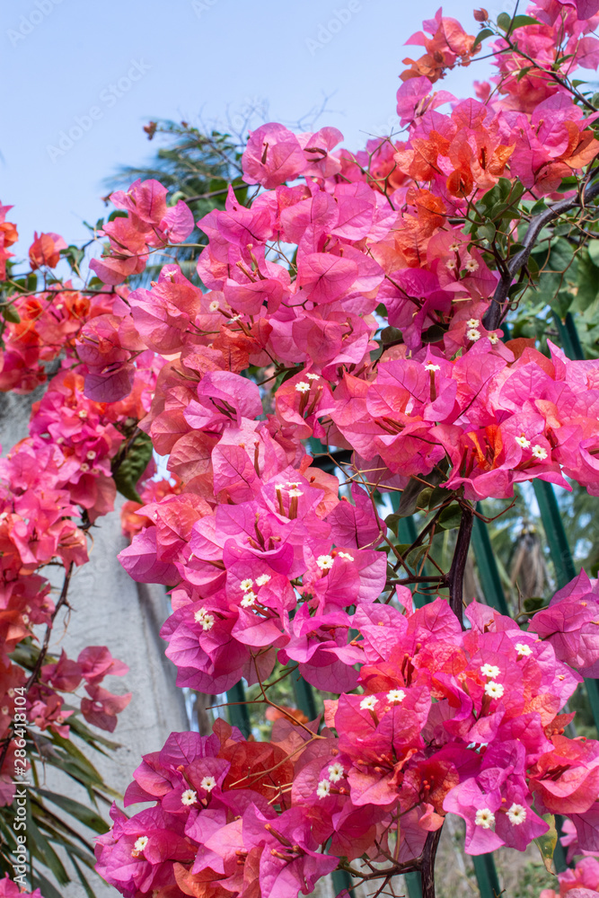 Bougainvillea Bougainvillea