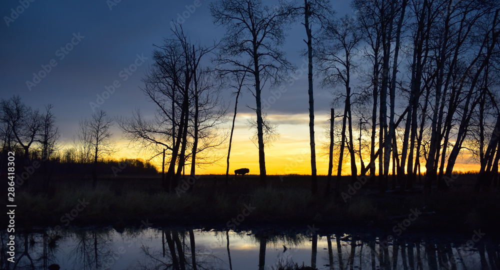 provincia de Alberta Canadá, con un amanecer azul y en el horizonte un color rojo por el sol saliendo, al fondo un búfalo que se refleja en el lago.