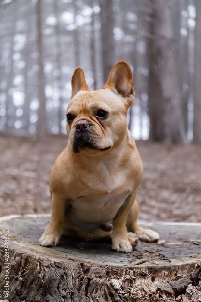Young Male Frenchie Sitting on a Forest Floor. Moss Beach, California, USA.