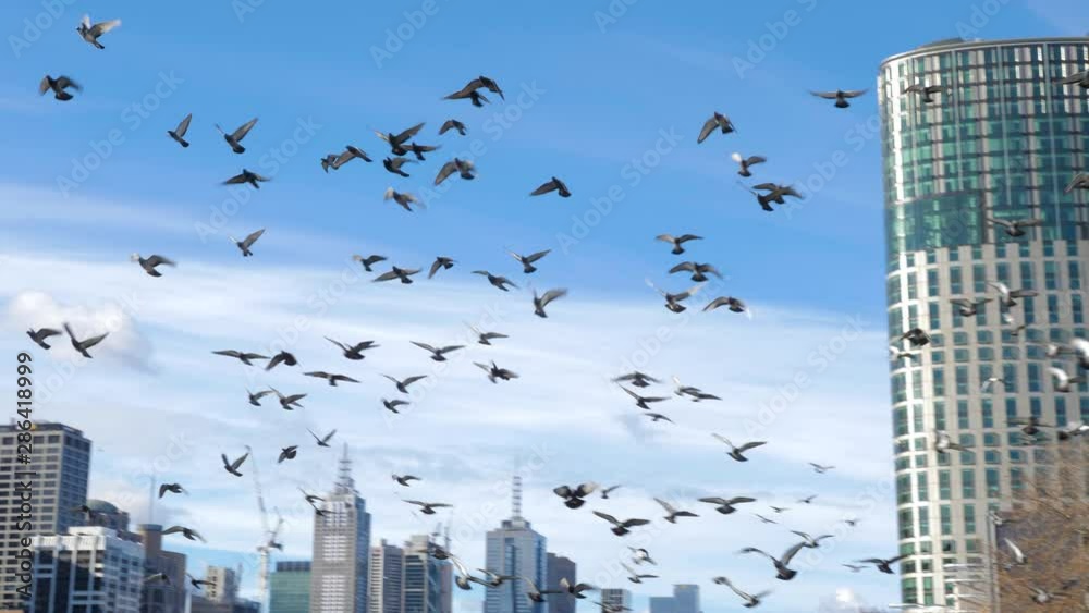 flock of pigeon flying over head flock of pigeon flying over head