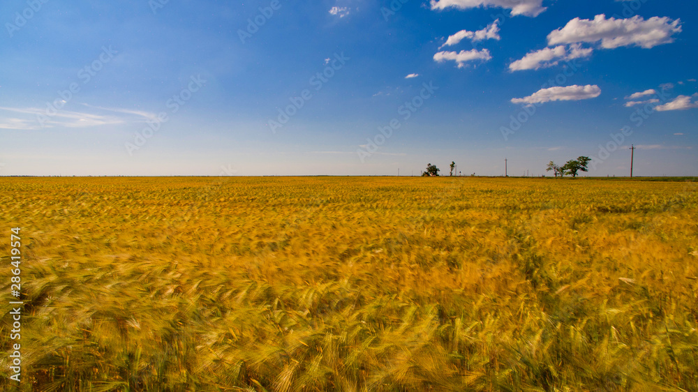 a huge wheat field of yellow color.