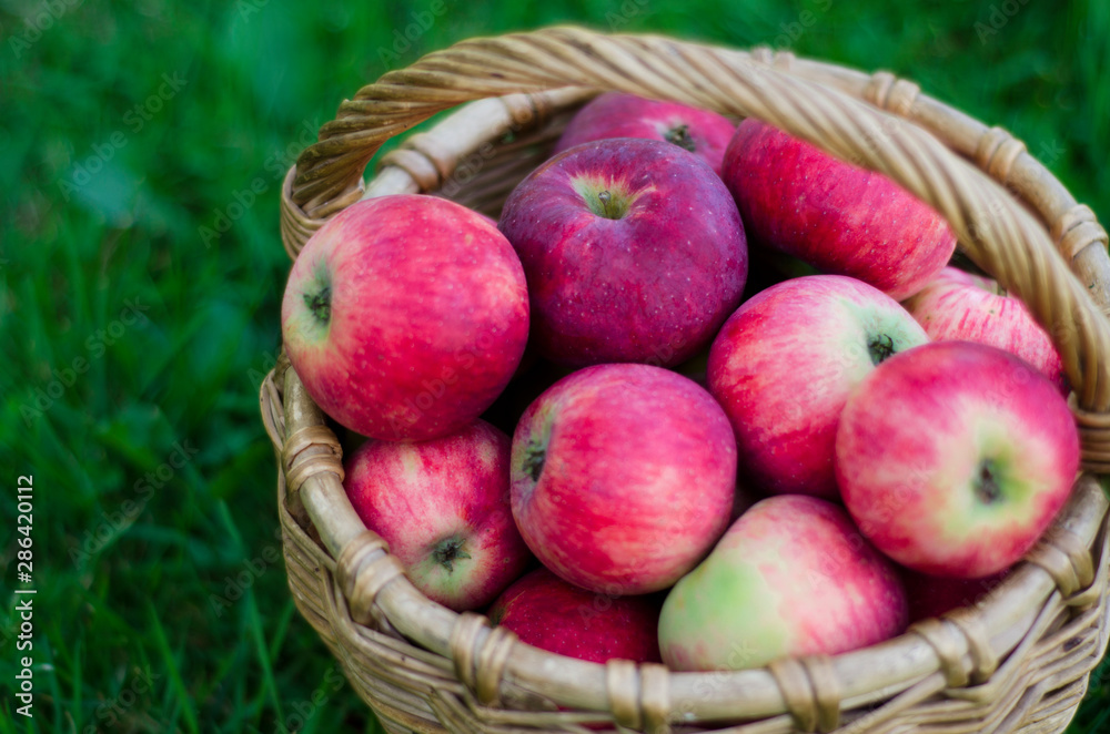 Wicker basket with red fresh tasty ripe apples on green grass. Harvesting summer or fall crops. Close up Wicker basket with red fresh tasty ripe apples on green grass. Harvesting summer or fall crops. Close up