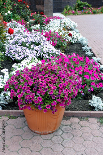 purple Petunia with green border in a pot blooms in the garden