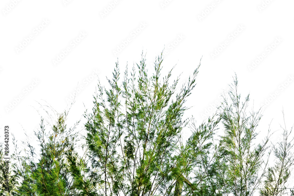Pine tree isolated on white background Pine tree isolated on white background