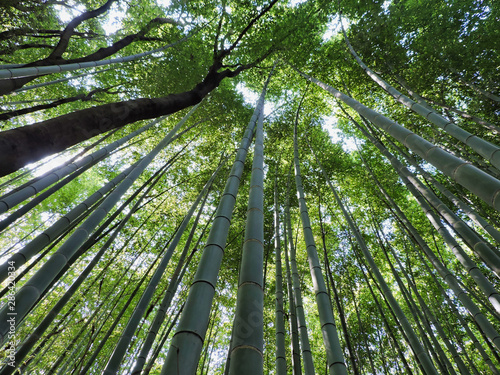 The Arashiyama Bamboo Grove is one of Kyoto   s