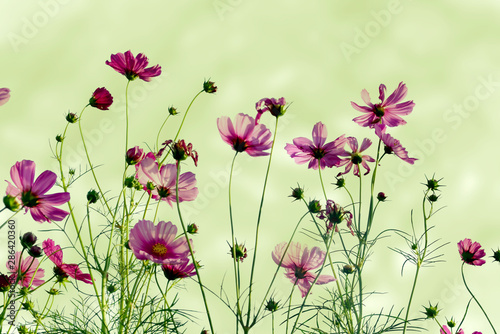 Soft focus blurred cosmos flower for background © หอมกลิ่น กล้วยไม้