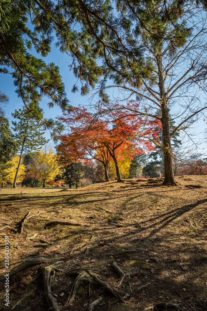 Orange and red maple trees in the middle with pine branches above and clean dirt in the foreground