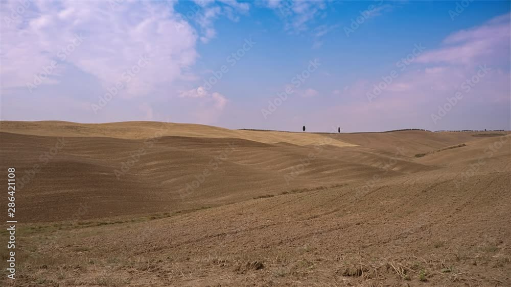 Tuscany landscape - cypress grove. Italy