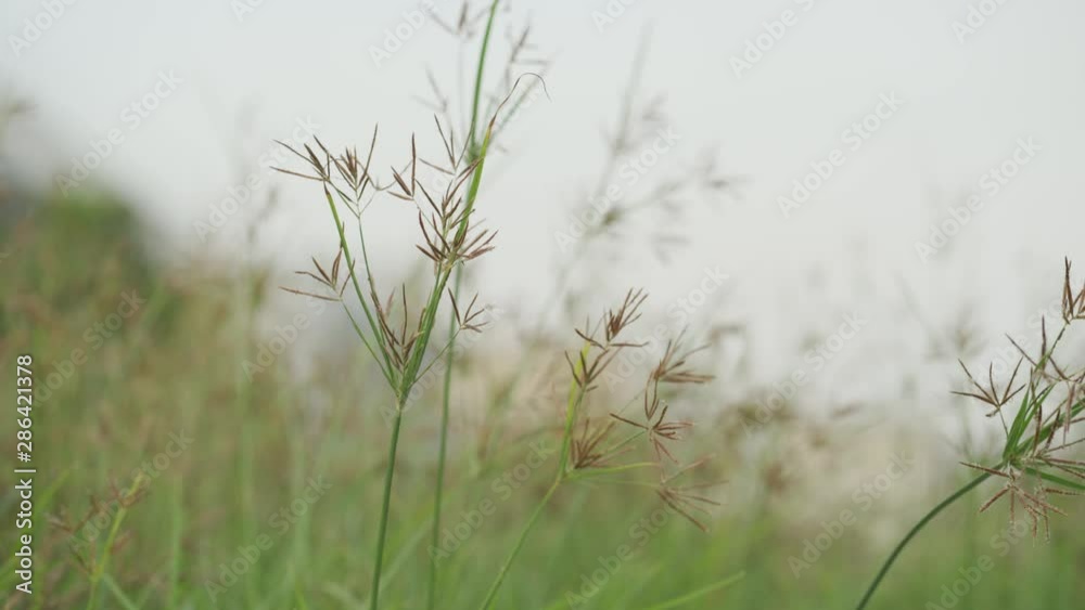 close up grass flowers on blur grass field at sunset. close up grass flowers on blur grass field at sunset.