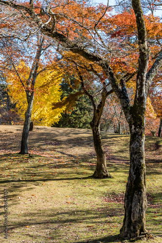 Three old maple trees with orange and yellow leaves and tightly clipped grass