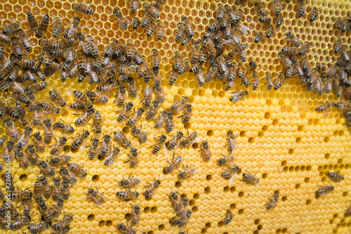 Yellow background, teamwork concept, Bees working on honey cell