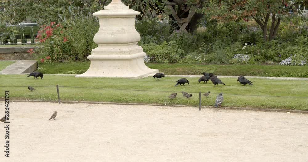 Small Birds picking up Food in the Park next to a Statue in Jardin des Tuileries, Paris, France