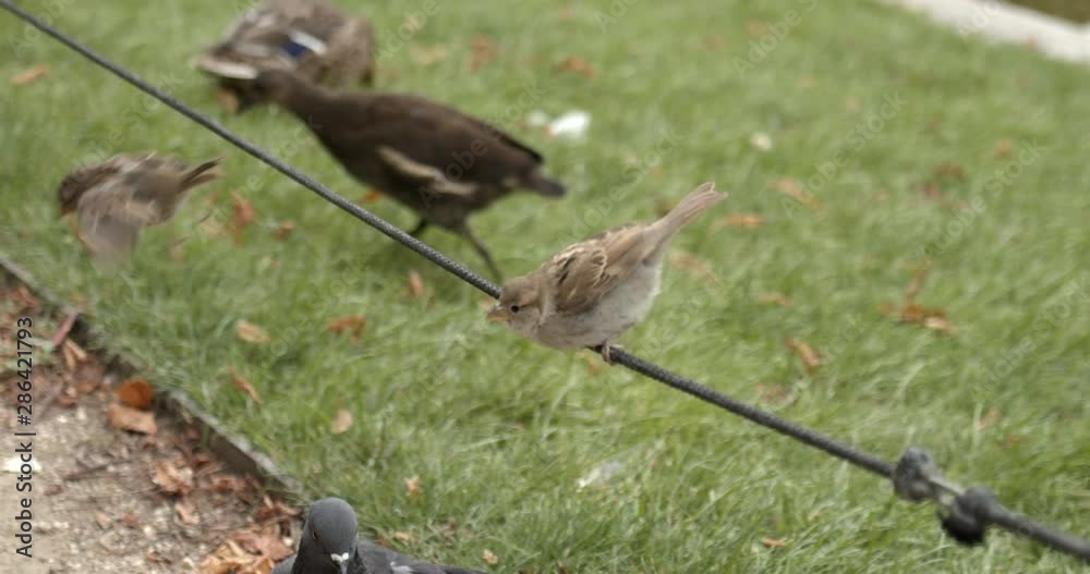 Small Birds balancing on a Rope Fence in a Park in Jardin des Tuileries, Paris, France