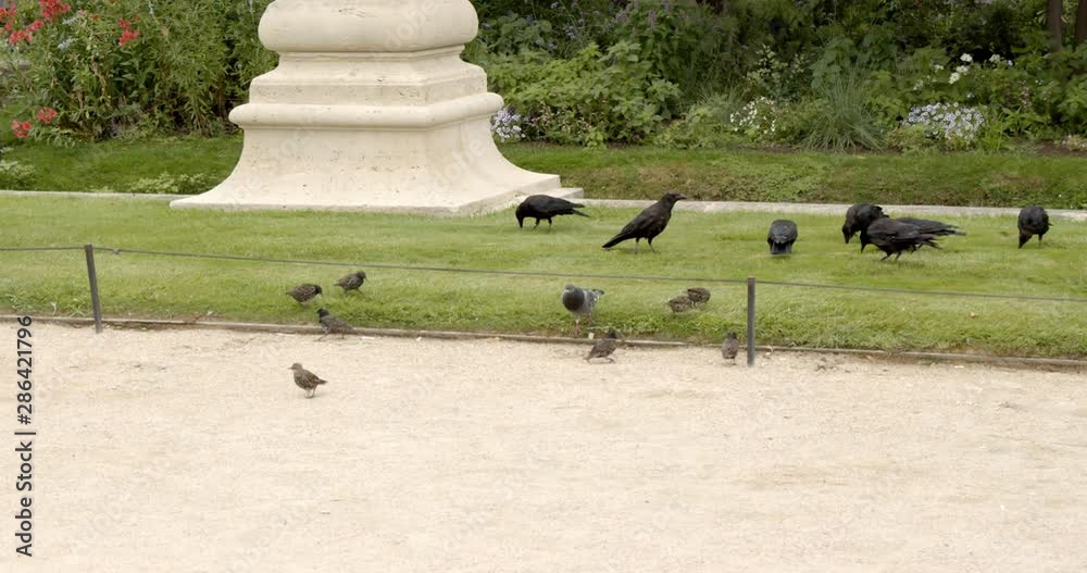 Small Birds picking up Food in th Park in Jardin des Tuileries, Paris, France