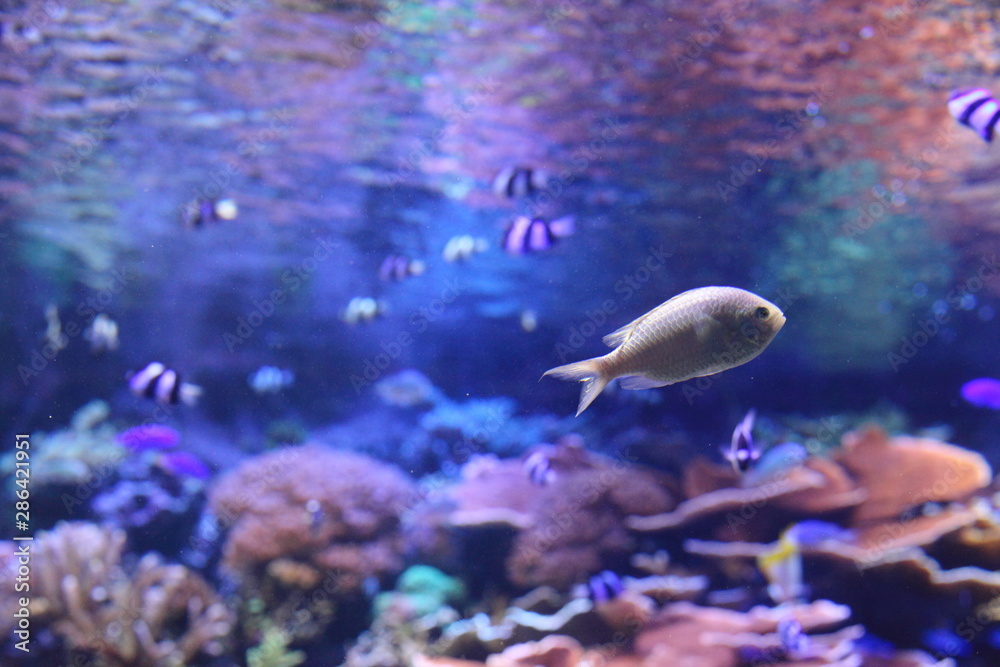 Obraz premium 熱帯魚