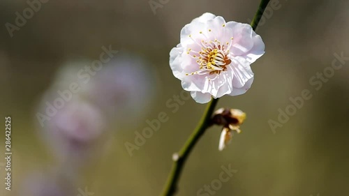 ウメの花 ヤエアサヒ, 八重旭 photo