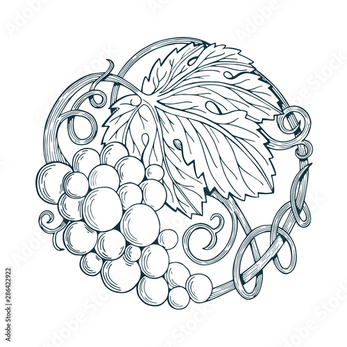 Grape. Grape and vine vector illustration. Grape sketch hand drawing.