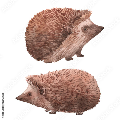 Fototapet Watercolor hedgehog illustrations set