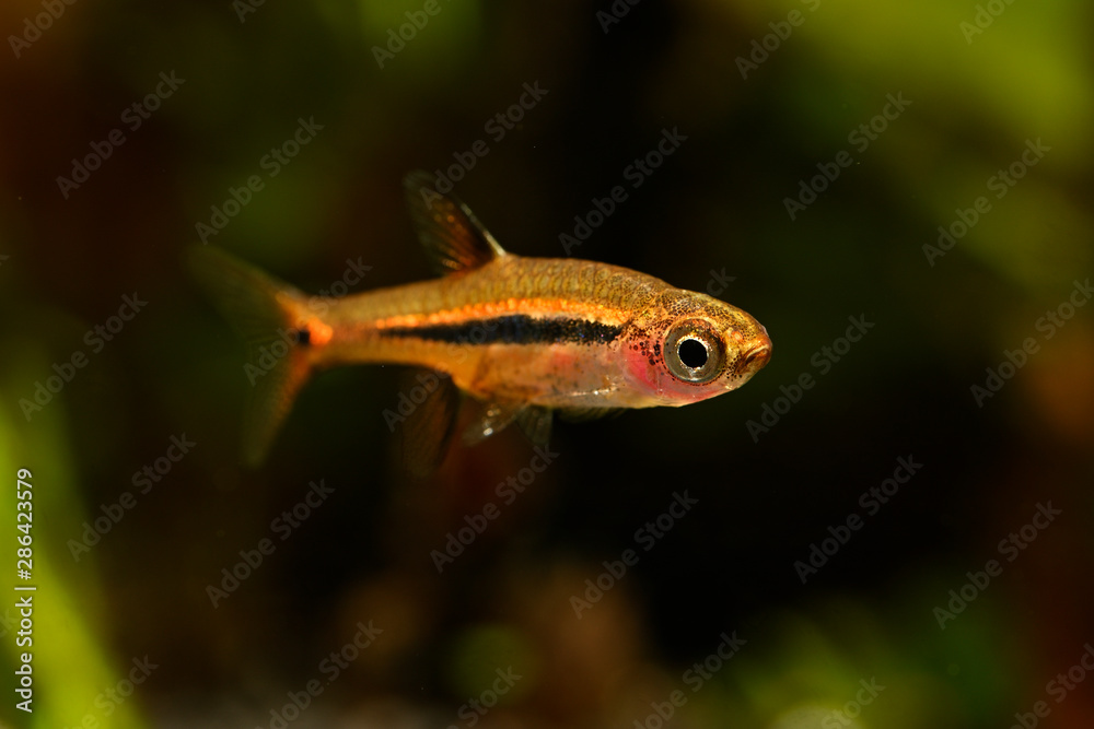 Boraras Brigittae