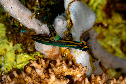 Tambja victoriae, Nembrotha is a genus of sea slugs, nudibranchs, marine gastropod molluscs in the family Polyceridae photo