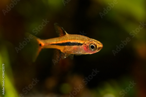 Boraras brigittae - A small nano fish in an aquarium.