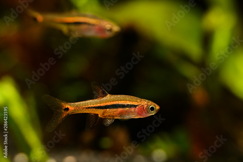 Boraras brigittae - A small nano fish in an aquarium. photo